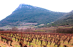 Languedoc - vinice na úpatí masivu